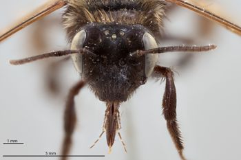 Media type: image;   Entomology 771214 Aspect: head frontal view